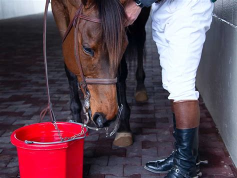 Horse hydration