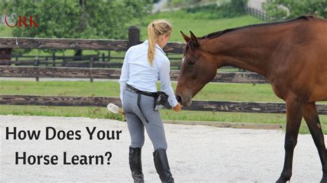 Using a horse outline printable for learning