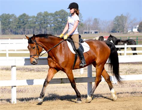 Horse riding