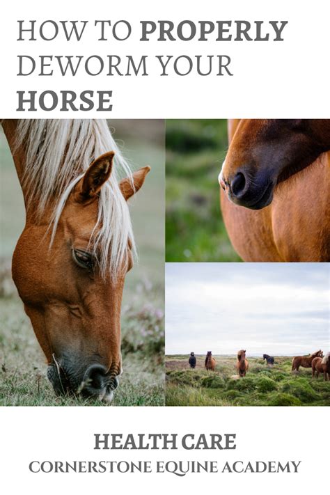 Horse worming tips and advice