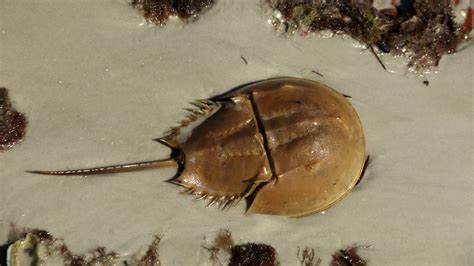 Horseshoe Crabs