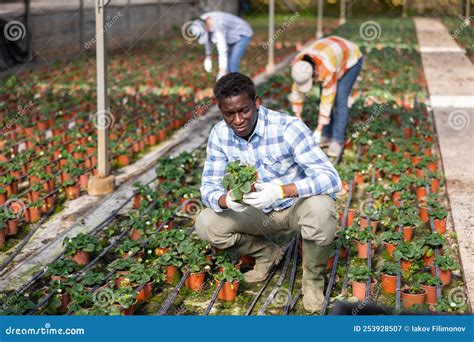 Horticulturist in greenhouse