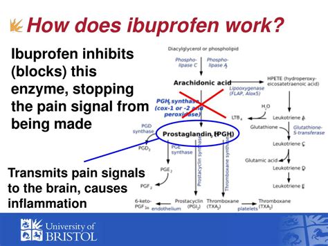 How Ibuprofen Works