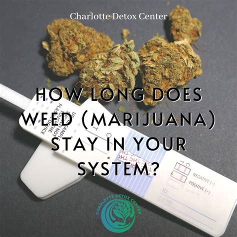 Weed stay in system