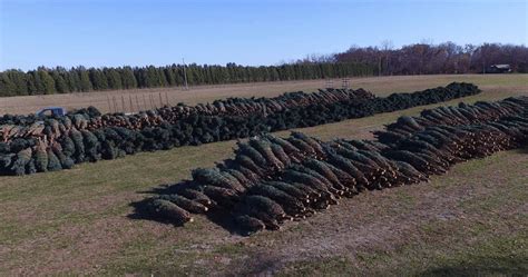 How to Care for Fresh Cut Wholesale Christmas Trees