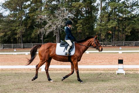 How to Find Free Horse Riding Lessons in Your Area