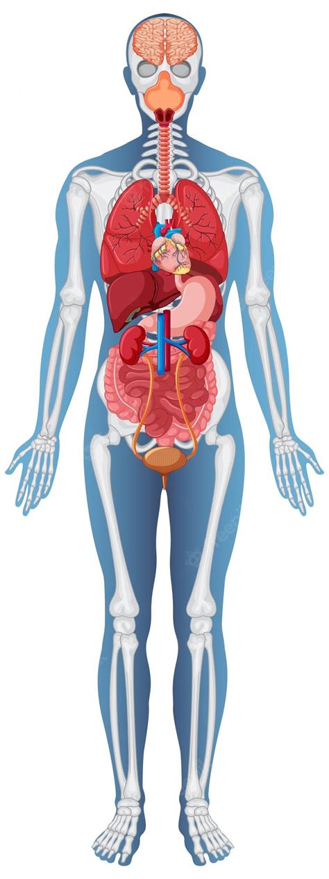 Understanding the Human Body using System Disorder Active Learning Template