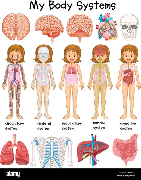 Human Body Systems and Organs