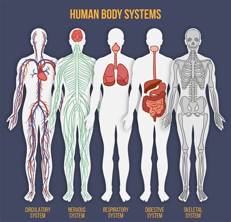 Human Body Systems Worksheet