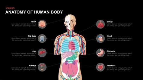 Human Body Systems Template