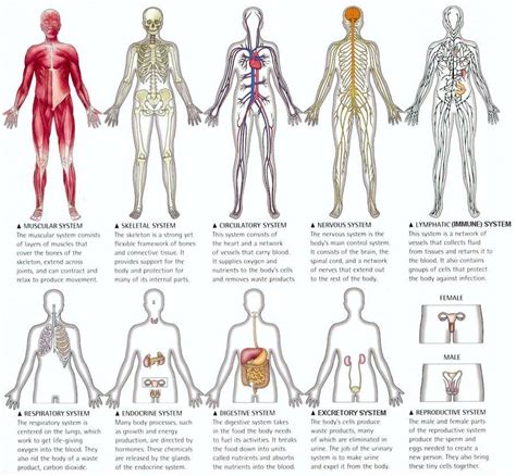 Human Body Systems