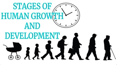 Human Development Stages