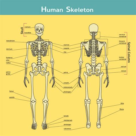 Human Skeleton