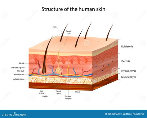 Human Skin Anatomy 10