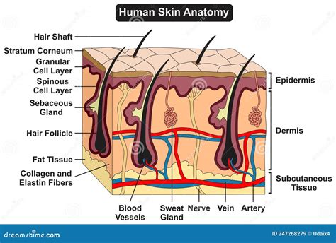 Human Skin Components 3