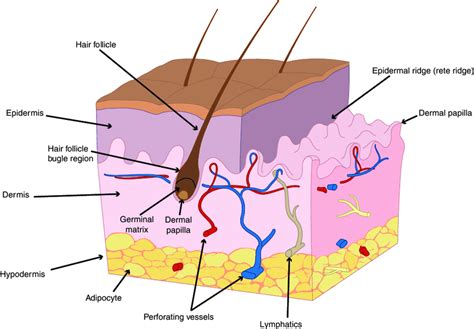 Human Skin Diagram 1