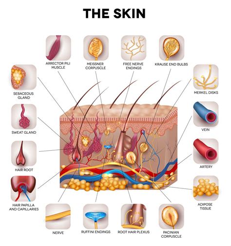 Blank Human Skin Diagram