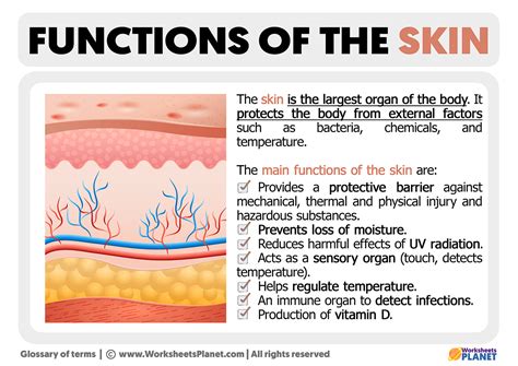 Human Skin Functions 5