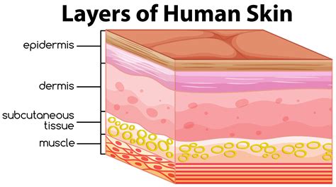 Human Skin Layers 4