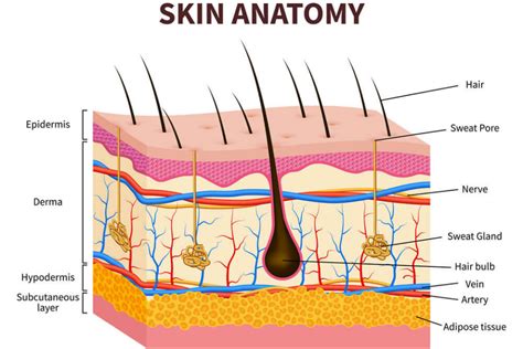 Human Skin Structure Diagram