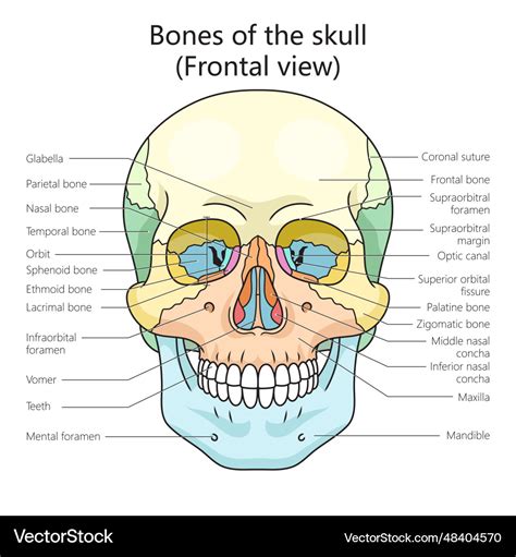 Human Skull Anatomy