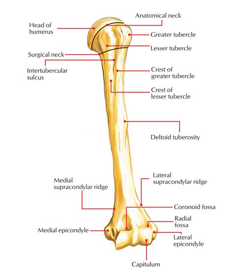 A diagram of the humerus, highlighting its structure and function