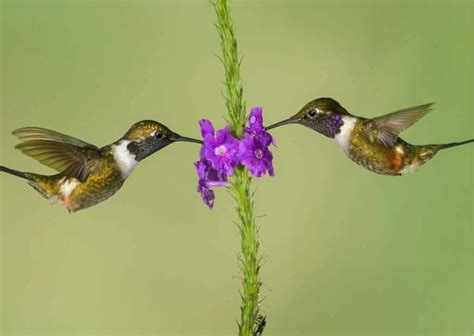 Hummingbird behavior image 7