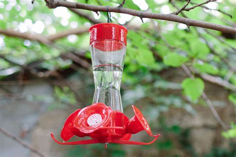 Hummingbird feeder maintenance image 5