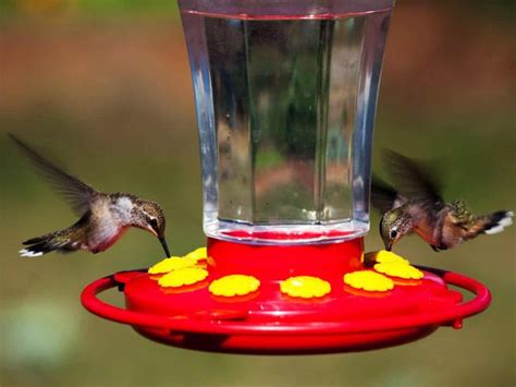 Hummingbird feeder risks introduction