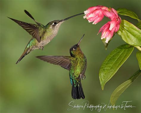 Hummingbird feeding image 2