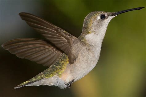 Hummingbird flight image 4