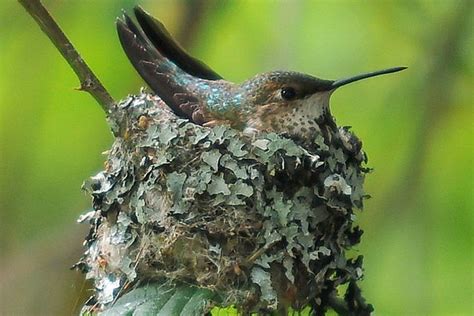 Hummingbird nest image 3