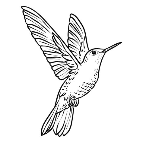 Hummingbird outline for kids