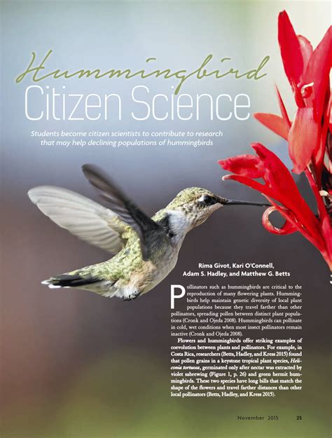 Hummingbird research image 9