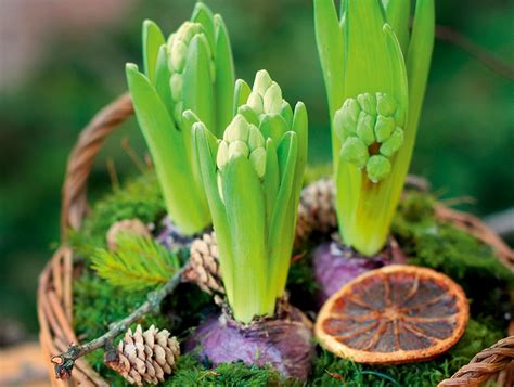 Hyacinths Christmas Flower Bulbs