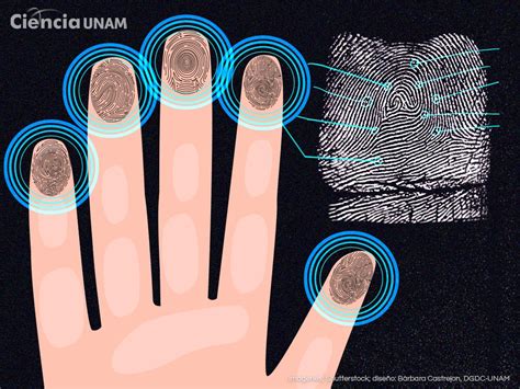 Identificación con huellas digitales