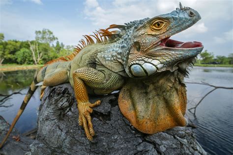 Iguana Behavior