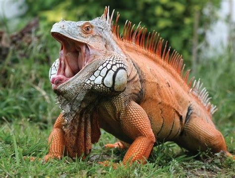 Iguana Characteristics