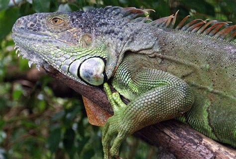 Iguana Conservation