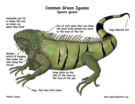 Iguana Diagram