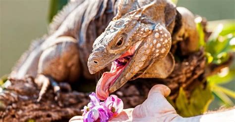 Iguana Diet