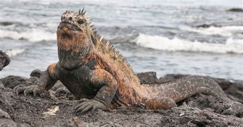 Iguana Habitat Loss