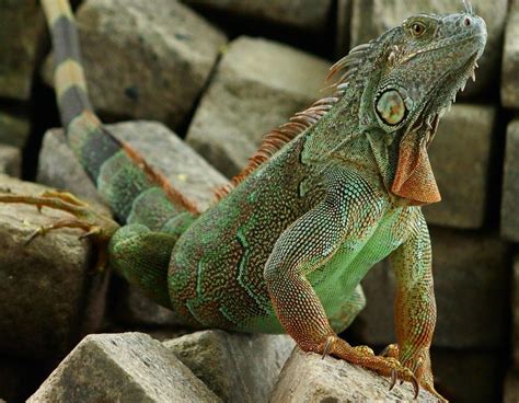 Iguana Health