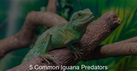 Iguana Predators