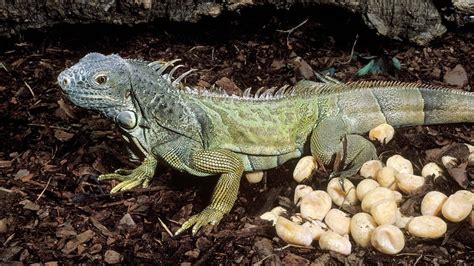 Iguana Reproduction