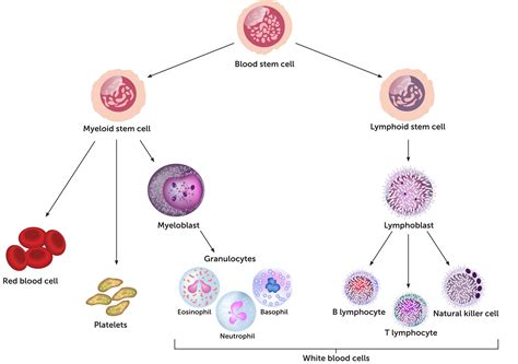 Immune cell function