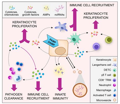 Immune cells illustration