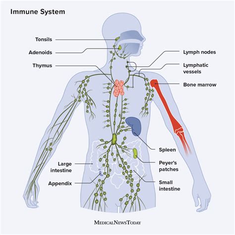 Immune System