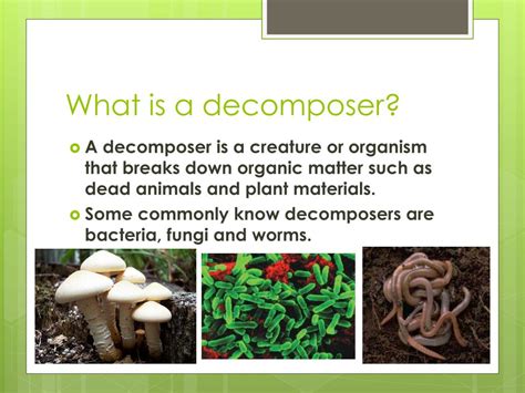 Importance of decomposers in ecosystems