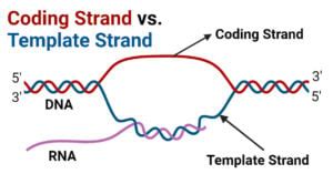 Importance of Coding Strand and Template Strand